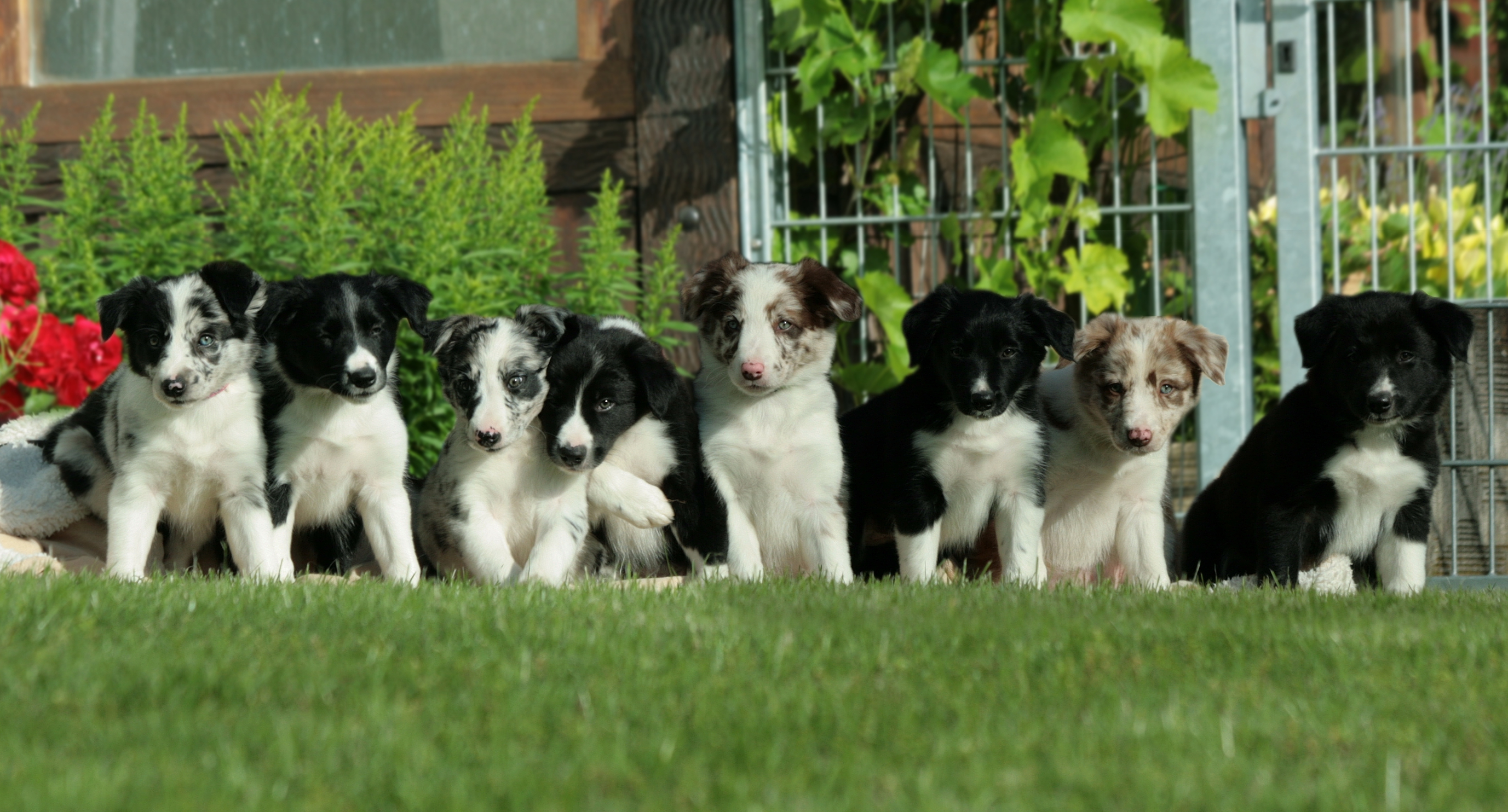 2013_06_27_gruppenbild_B-Wurf_001